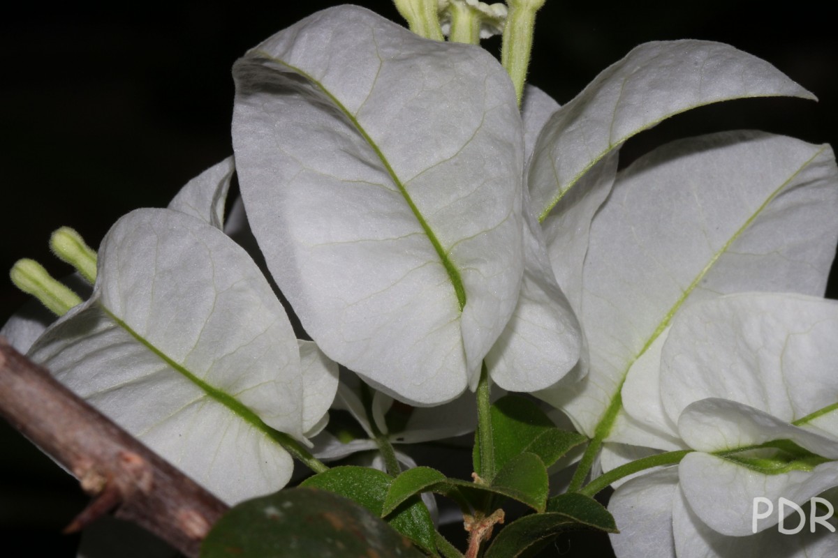 Bougainvillea spectabilis Willd.